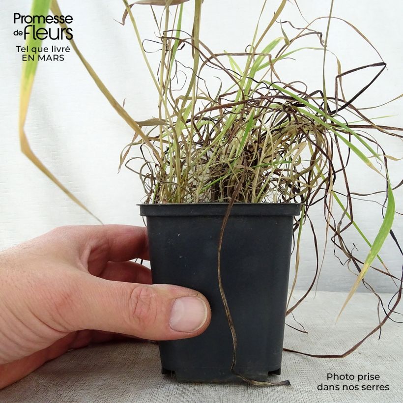 Amostra de Kniphofia uvaria Nancy's Red Vaso de 8/9 cm tal como entregue na primavera