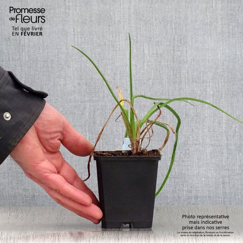 Amostra de Kniphofia uvaria Nancy's Red Vaso de 8/9 cm tal como entregue no inverno