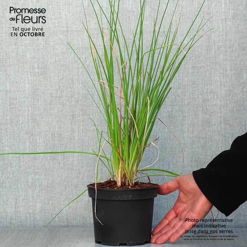 Amostra de Kniphofia uvaria Nancy's Red Vaso de 2 L/3 L tal como entregue no outono