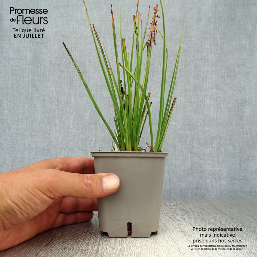 Amostra de Kniphofia uvaria Orange Vanilla Popsicle Vaso de 8/9 cm tal como entregue no verão