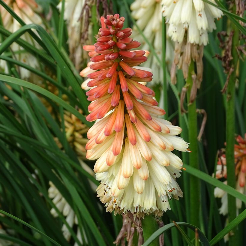 Kniphofia uvaria Orange Vanilla Popsicle (Floração)