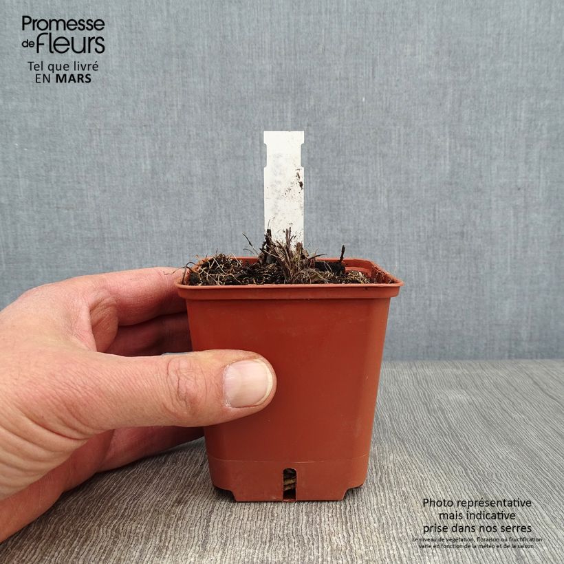 Amostra de Tritoma - Kniphofia Papaya Popsicle Godet de 8/9 cm tal como entregue no inverno