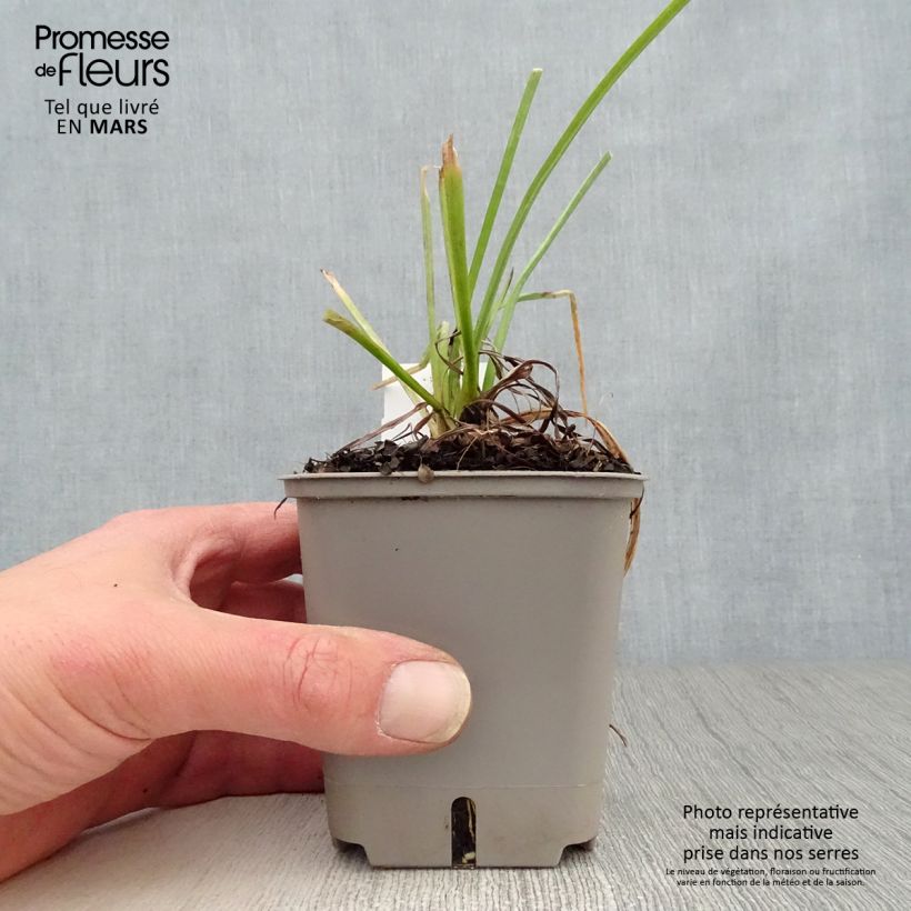 Amostra de Kniphofia Papaya Popsicle Vaso de 8/9 cm tal como entregue na primavera