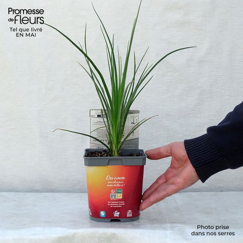 Amostra de Kniphofia Papaya Popsicle Vaso de 2 L/3 L tal como entregue na primavera