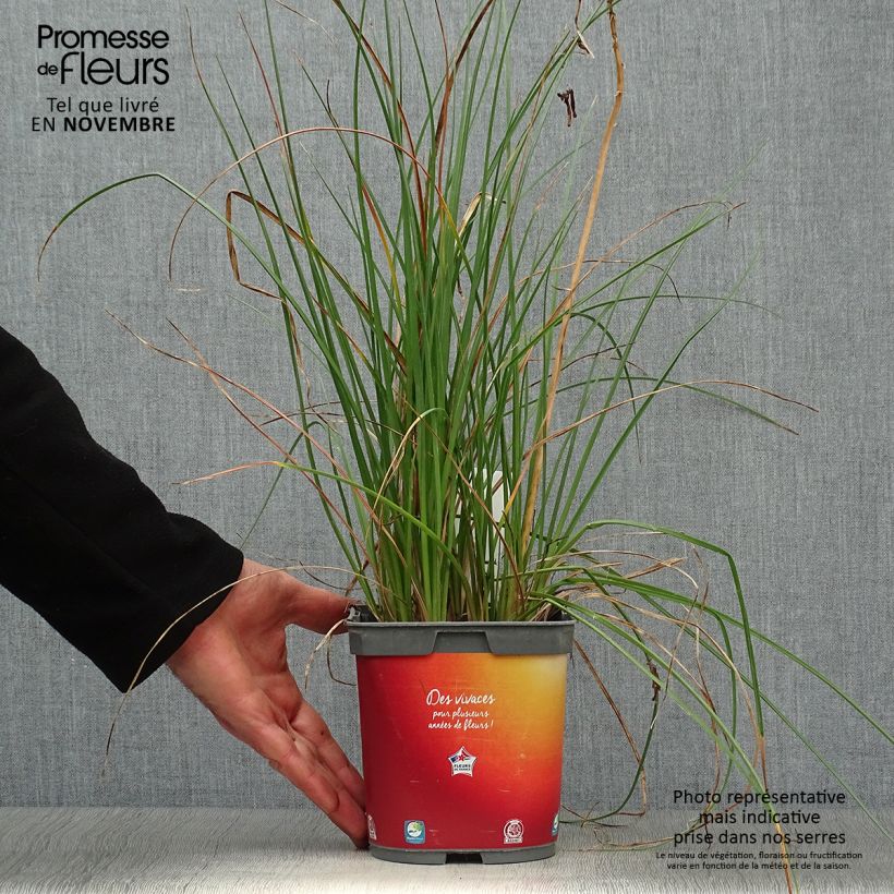 Amostra de Kniphofia Papaya Popsicle Vaso de 2 L/3 L tal como entregue no outono