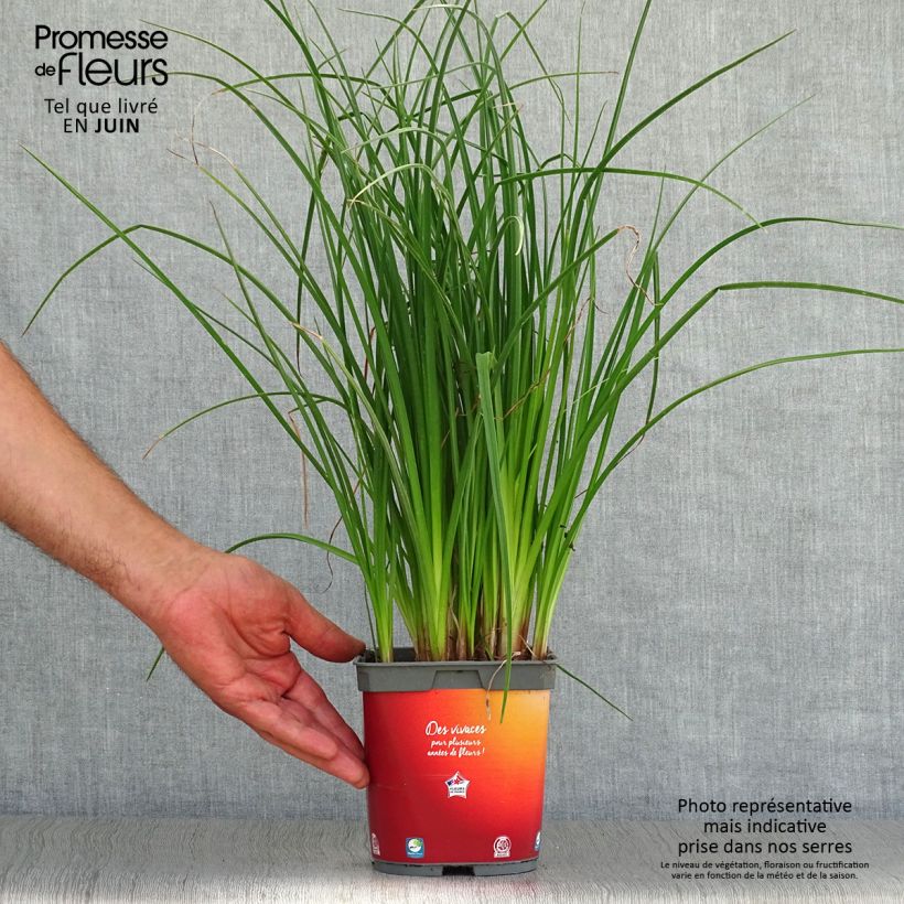 Amostra de Kniphofia Papaya Popsicle Vaso de 2 L/3 L tal como entregue no verão
