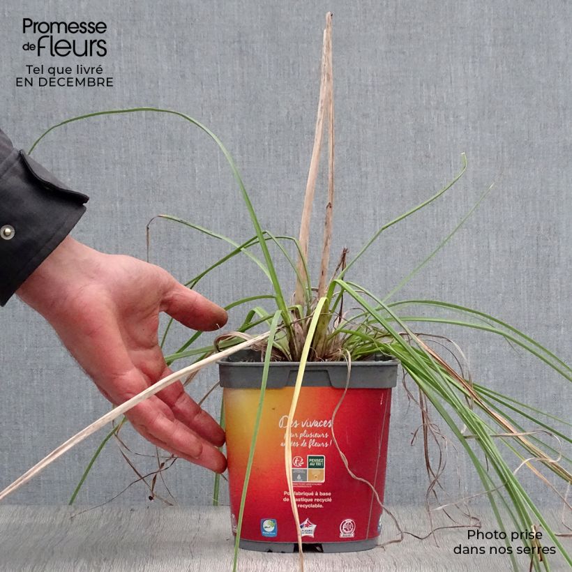 Amostra de Tritoma - Kniphofia Papaya Popsicle Pot de 2L/3L tal como entregue no inverno