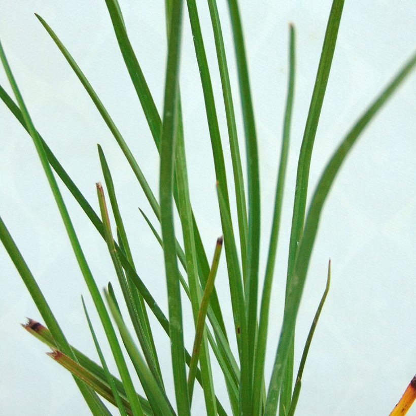 Kniphofia Pineapple Popsicle (Folhagem)