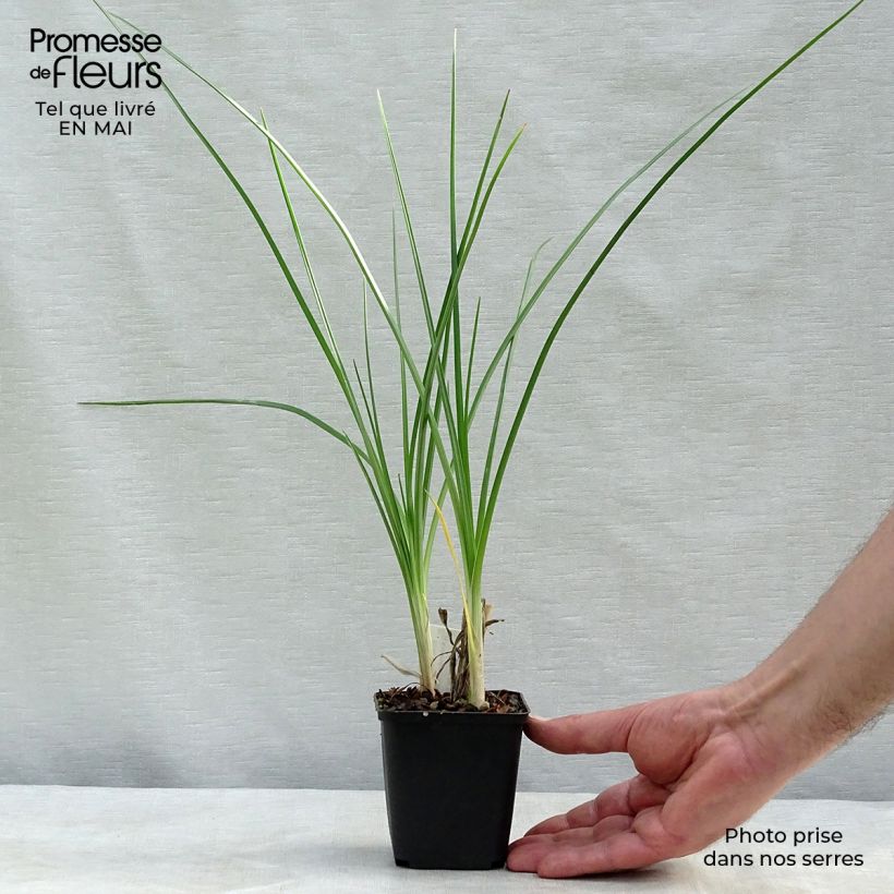 Amostra de Kniphofia Pineapple Popsicle Vaso de 8/9 cm tal como entregue na primavera