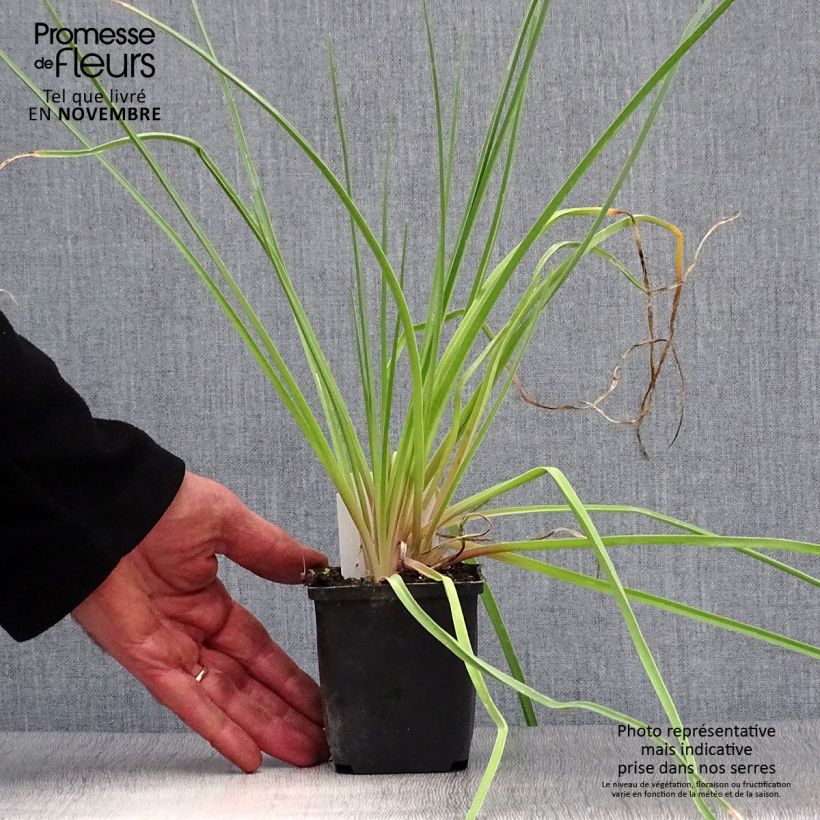 Amostra de Kniphofia Royal Standard Vaso de 8/9 cm tal como entregue no outono