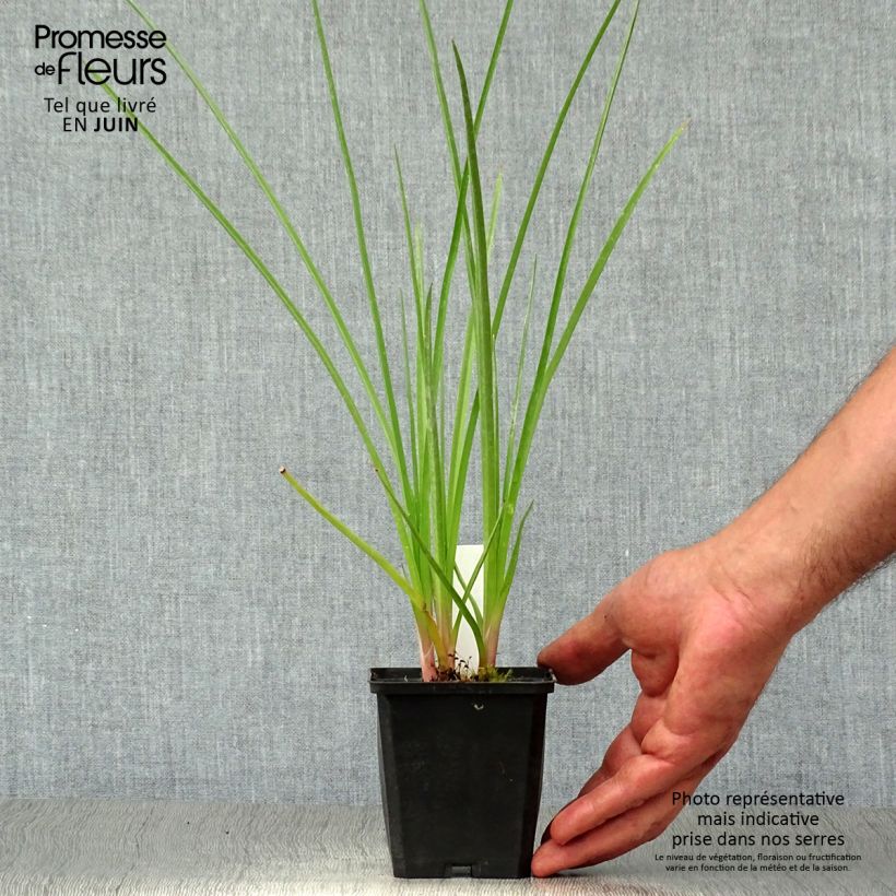 Amostra de Kniphofia Royal Standard Vaso de 8/9 cm tal como entregue no verão