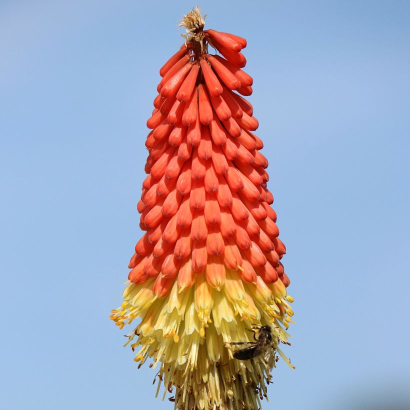 Kniphofia Traffic Lights (Floração)