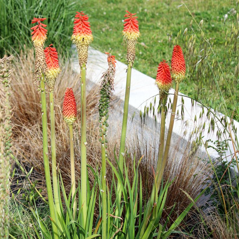 Kniphofia Traffic Lights (Hábito)