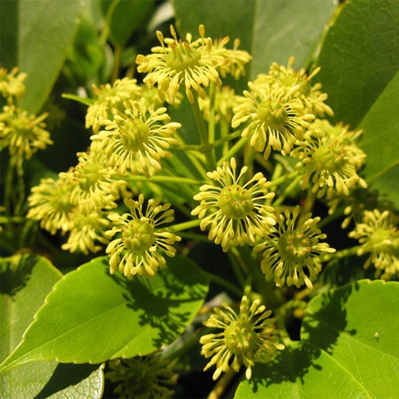 Trochodendron aralioides (Floração)