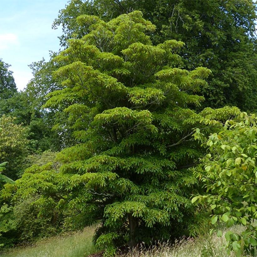 Trochodendron aralioides (Hábito)
