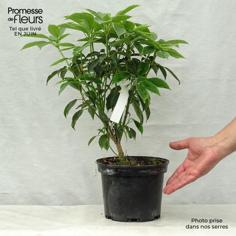 Amostra de Trochodendron aralioides Vaso de 4 L/5 L tal como entregue no verão