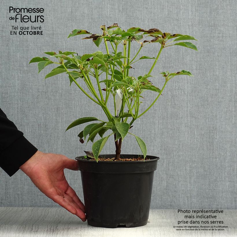 Amostra de Trochodendron aralioides Vaso de 4 L/5 L tal como entregue no outono