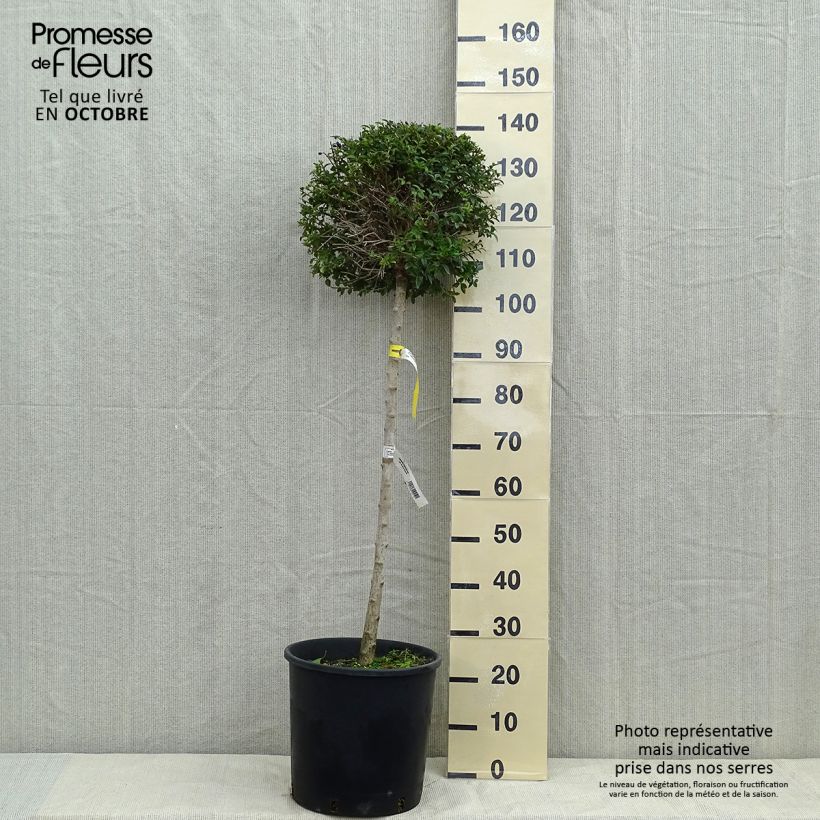 Amostra de Ligustrum delavayanum Vaso de 12 L/15 L, 1/4 de haste tal como entregue no outono