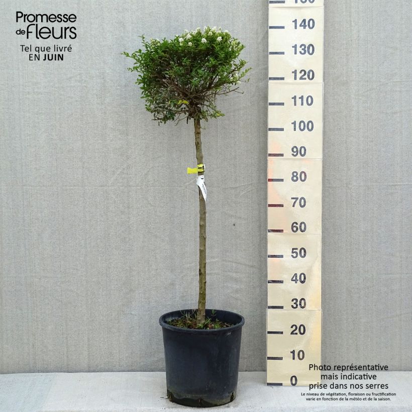Amostra de Ligustrum delavayanum Vaso de 12 L/15 L, 1/4 de haste tal como entregue na primavera