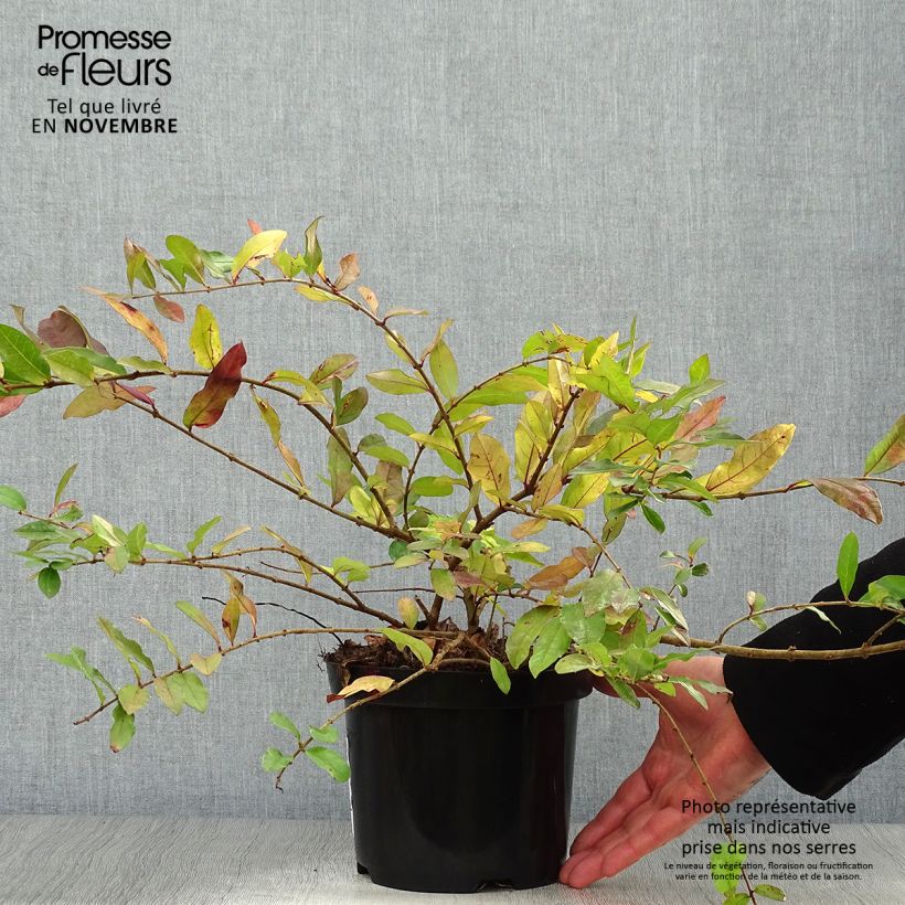 Amostra de Alfenheiro Ilvomassi Massif - Ligustrum obtusifolium Vaso de 2 L/3 L tal como entregue no outono