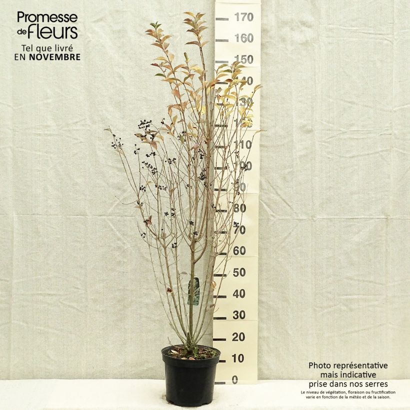 Amostra de Ligustrum ovalifolium Vaso de 7,5 L/10 L tal como entregue no outono