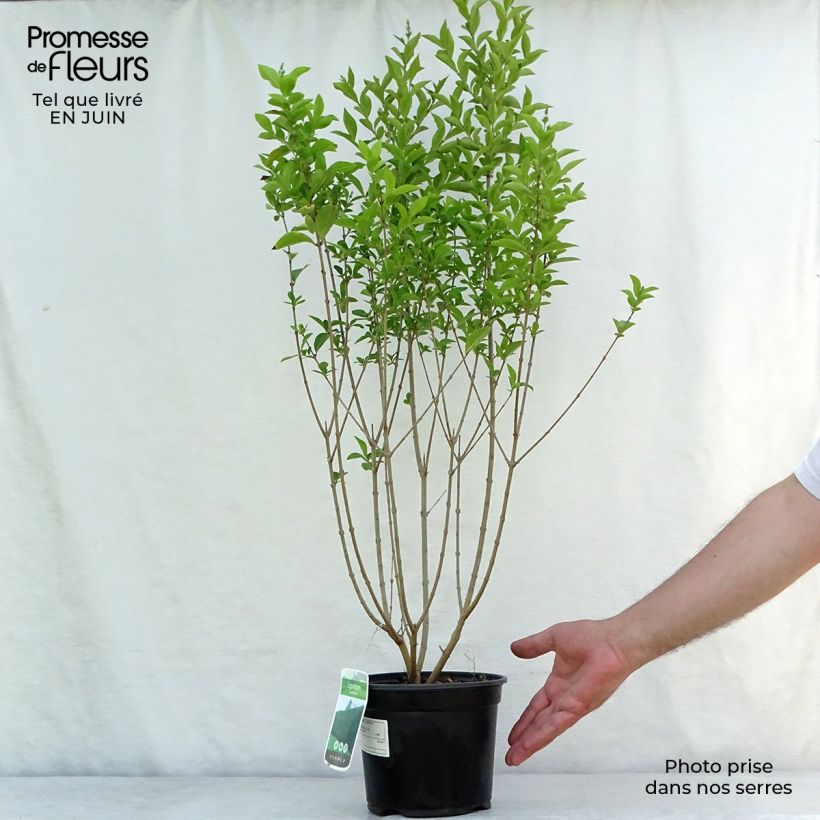 Amostra de Ligustrum ovalifolium Vaso de 2 L/3 L tal como entregue no verão