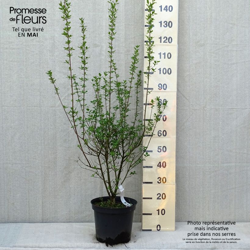 Amostra de Alfeneiro Atrovirens - Ligustrum vulgare Vaso de 7,5 L/10 L tal como entregue na primavera