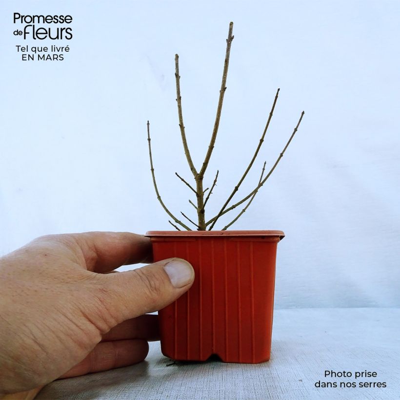 Amostra de Alfeneiro Atrovirens - Ligustrum vulgare Vaso de 8/9 cm tal como entregue na primavera