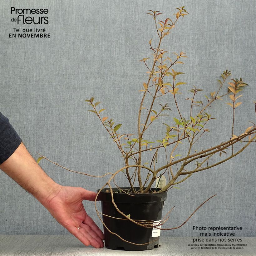 Amostra de Alfeneiro Atrovirens - Ligustrum vulgare Vaso de 2 L/3 L tal como entregue no outono