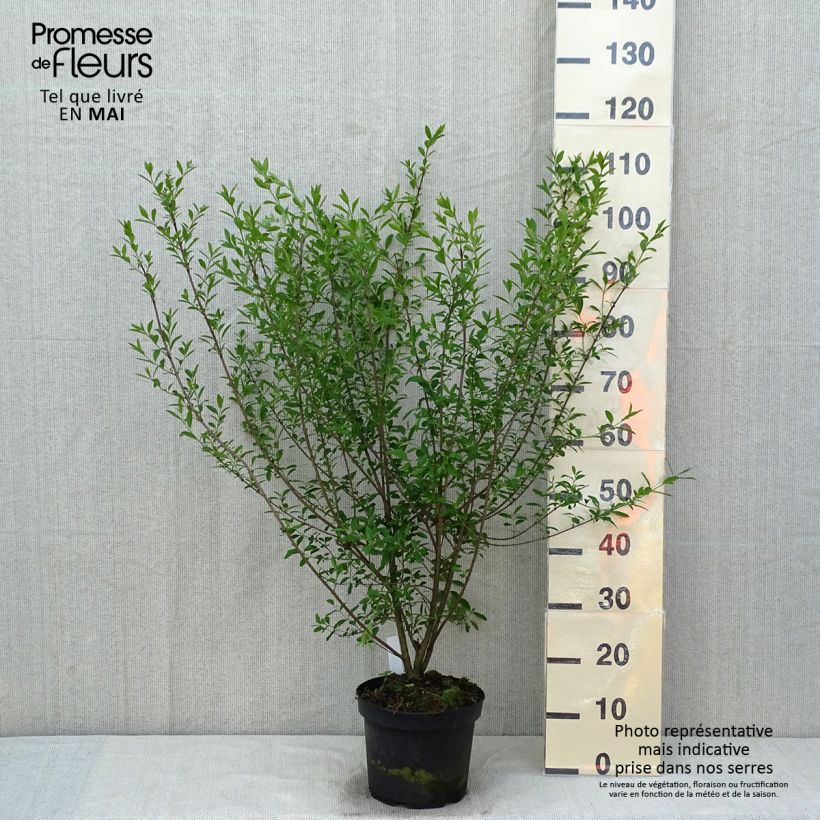 Amostra de Alfeneiro Atrovirens - Ligustrum vulgare Vaso de 4 L/5 L tal como entregue na primavera
