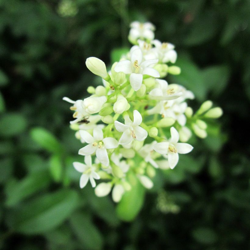 Alfeneiro - Ligustrum vulgare (Floração)