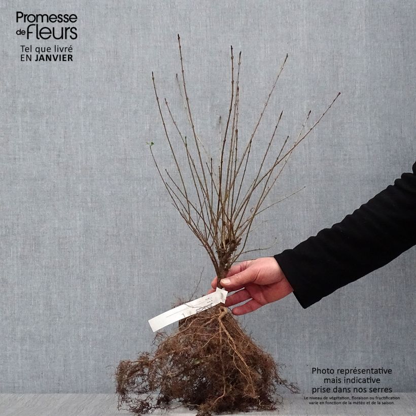 Amostra de Troène commun - Ligustrum vulgare Lodense Raízes nuas tal como entregue no inverno