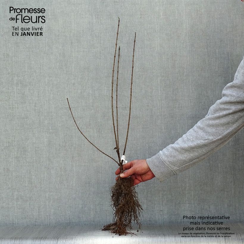 Amostra de Troène commun - Ligustrum vulgare  Petites Racines nues tal como entregue no inverno