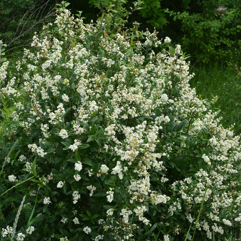 Alfeneiro - Ligustrum vulgare (Hábito)