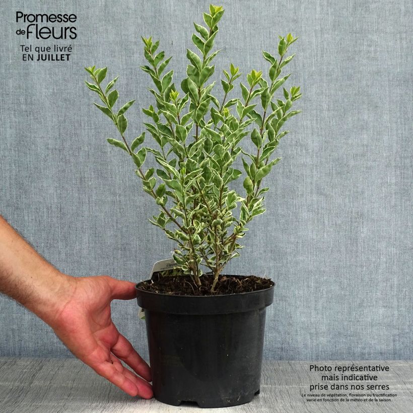 Amostra de Alfenheiro Argenteum - Ligustrum ovalifolium Vaso de 2 L/3 L tal como entregue no verão