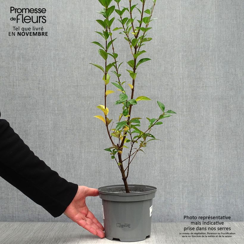 Amostra de Alfenheiro Lemon Lime - Ligustrum ovalifolium Vaso de 2 L/3 L tal como entregue no outono