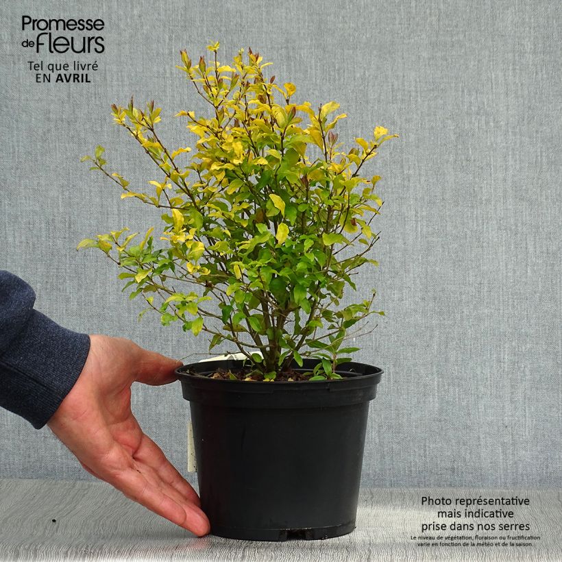 Amostra de Alfenheiro Lemon Lime - Ligustrum ovalifolium Vaso de 2 L/3 L tal como entregue na primavera