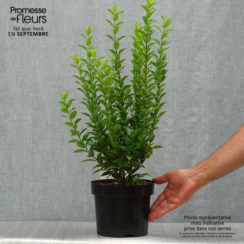 Amostra de Alfenheiro Green Diamond - Ligustrum ovalifolium Vaso de 2 L/3 L tal como entregue no outono