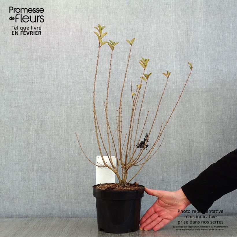 Amostra de Troène de Californie - Ligustrum ovalifolium Green Diamond Vaso de 2 L/3 L tal como entregue no inverno