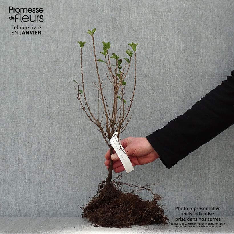 Amostra de Troène de Californie - Ligustrum ovalifolium Green Diamond Raízes nuas tal como entregue no inverno