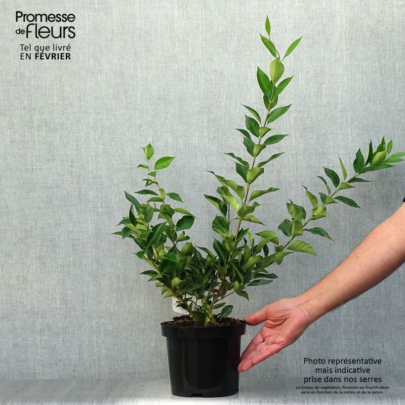 Amostra de Ligustrum lucidum Vaso de 2 L/3 L tal como entregue no outono