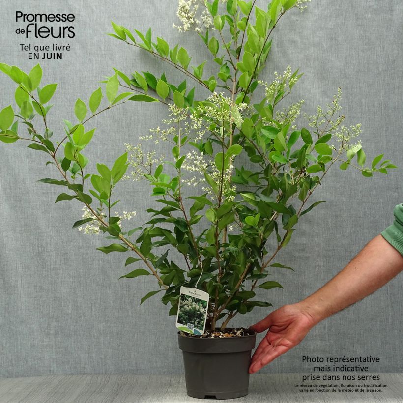 Amostra de Ligustrum lucidum Vaso de 2 L/3 L tal como entregue no verão