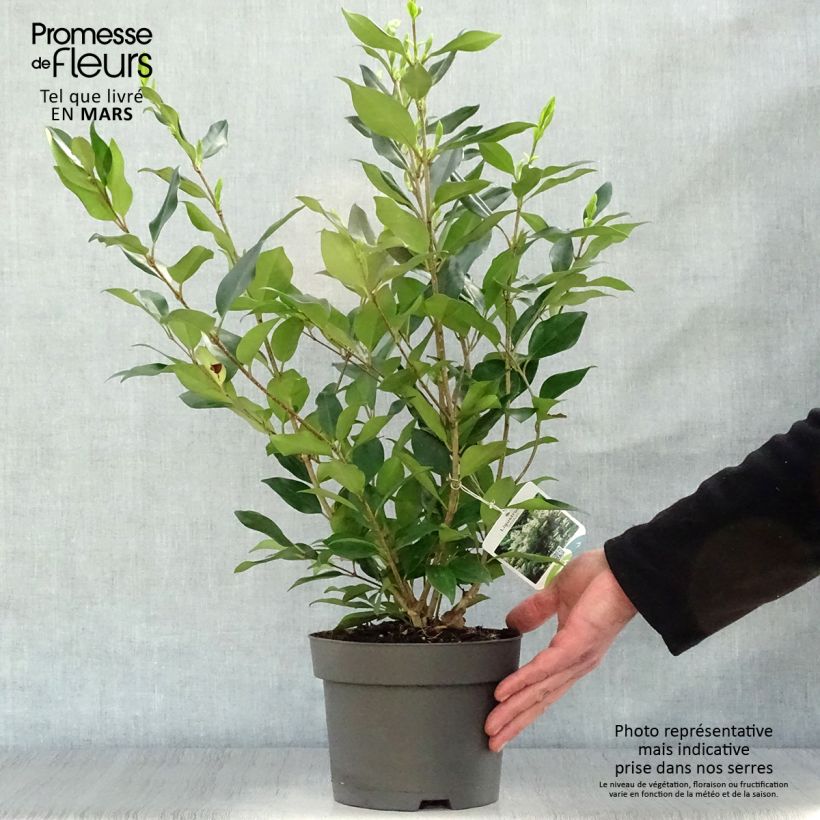 Amostra de Ligustrum lucidum Vaso de 2 L/3 L tal como entregue na primavera