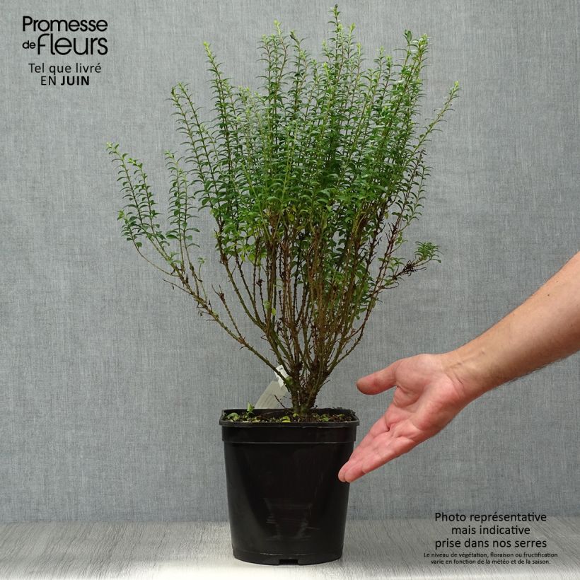 Amostra de Alfeneiro-da-china Eugene Clive - Ligustrum sinense Vaso de 4 L/5 L tal como entregue no verão