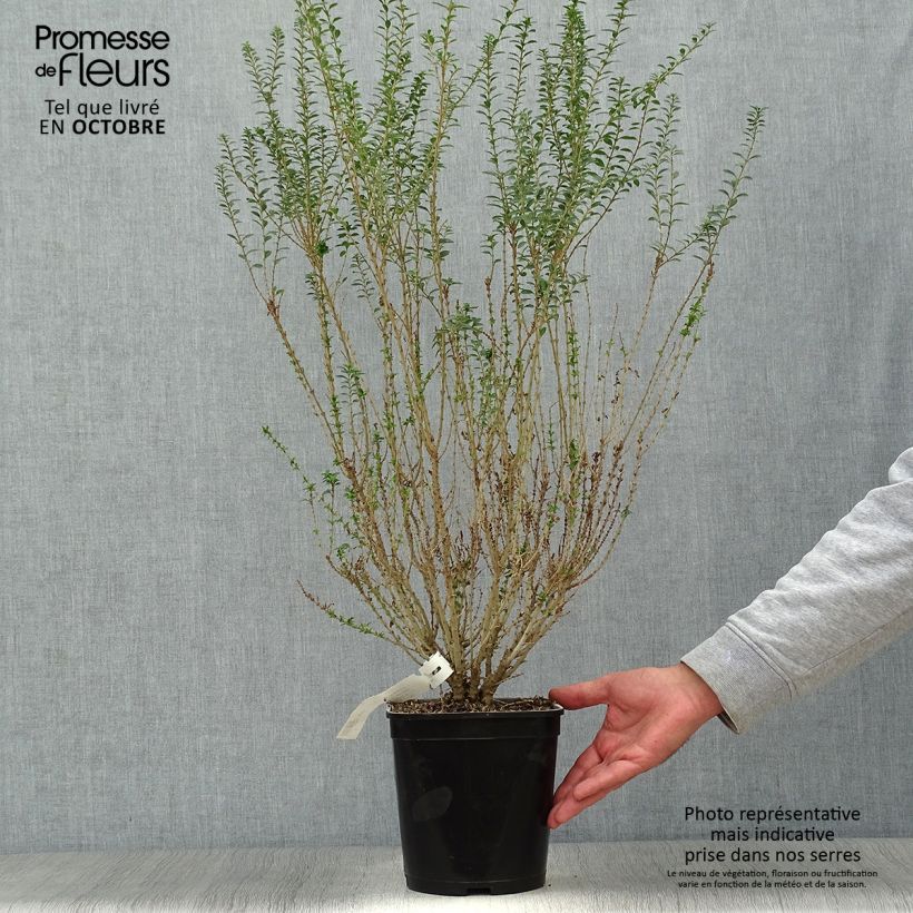 Amostra de Alfeneiro-da-china Eugene Clive - Ligustrum sinense Vaso de 4 L/5 L tal como entregue no outono