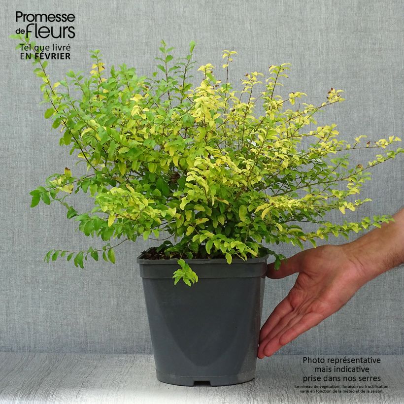 Amostra de Alfeneiro Sunshine - Ligustrum sinense Vaso de 4 L/5 L tal como entregue no outono