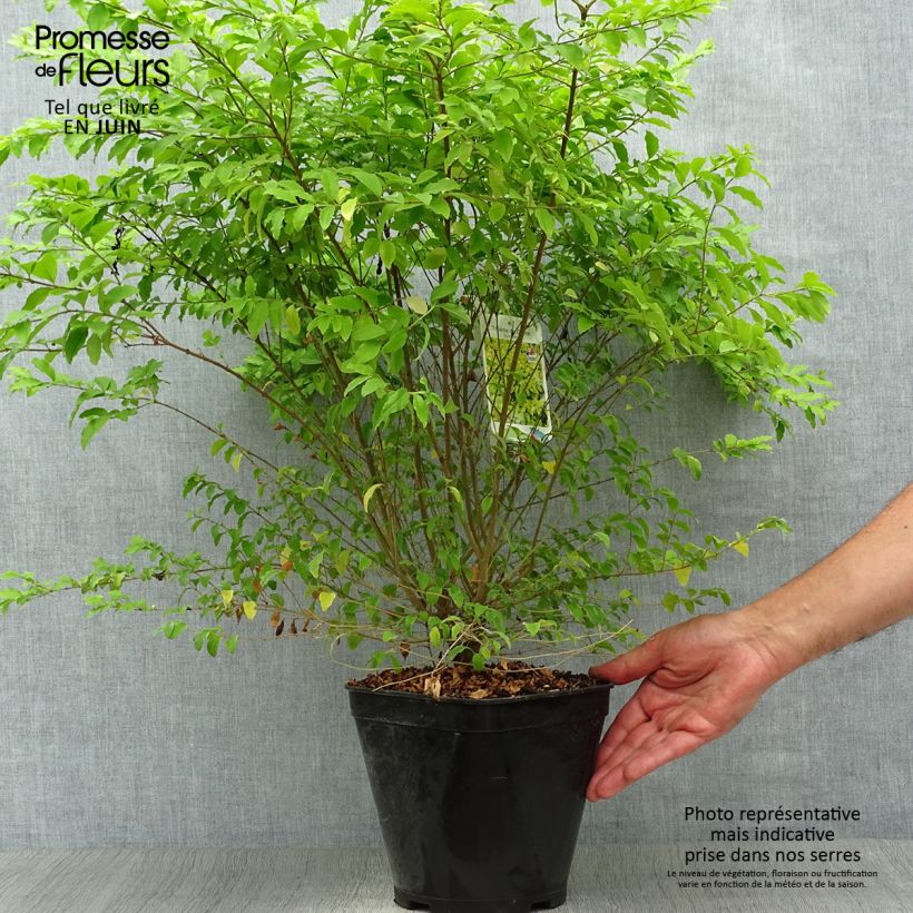 Amostra de Alfeneiro Sunshine - Ligustrum sinense Vaso de 4 L/5 L tal como entregue no verão