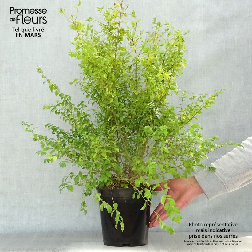 Amostra de Alfeneiro Sunshine - Ligustrum sinense Vaso de 4 L/5 L tal como entregue na primavera