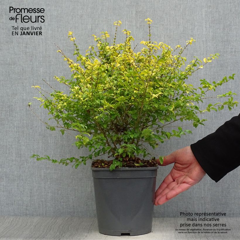 Amostra de Alfeneiro Sunshine - Ligustrum sinense Vaso de 4 L/5 L tal como entregue no inverno