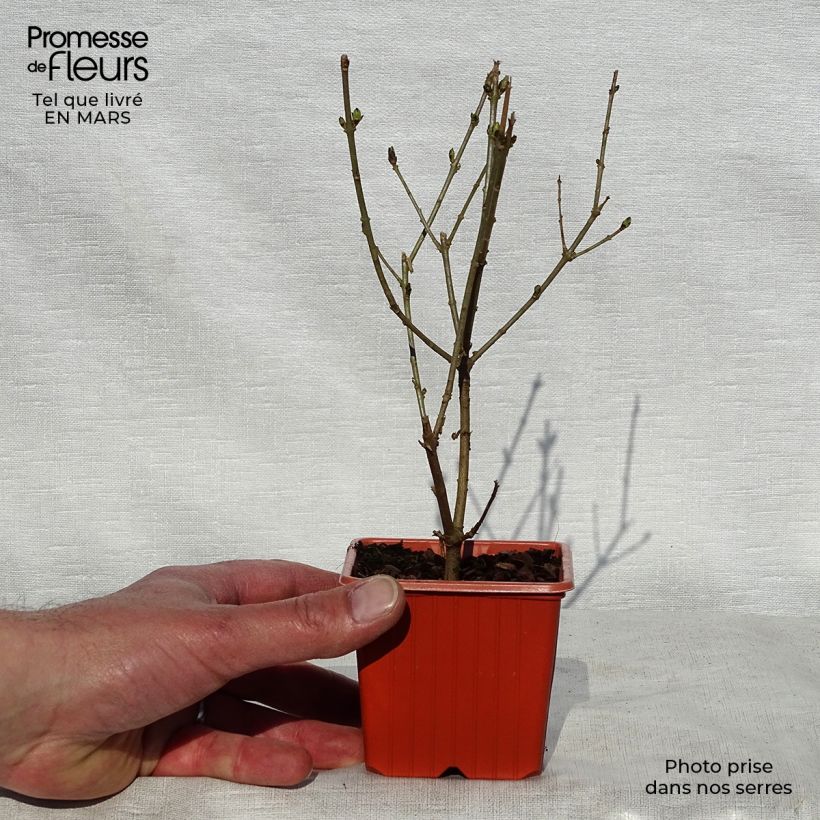 Amostra de Alfenheiro Aureum - Ligustrum ovalifolium Vaso de 8/9 cm tal como entregue na primavera